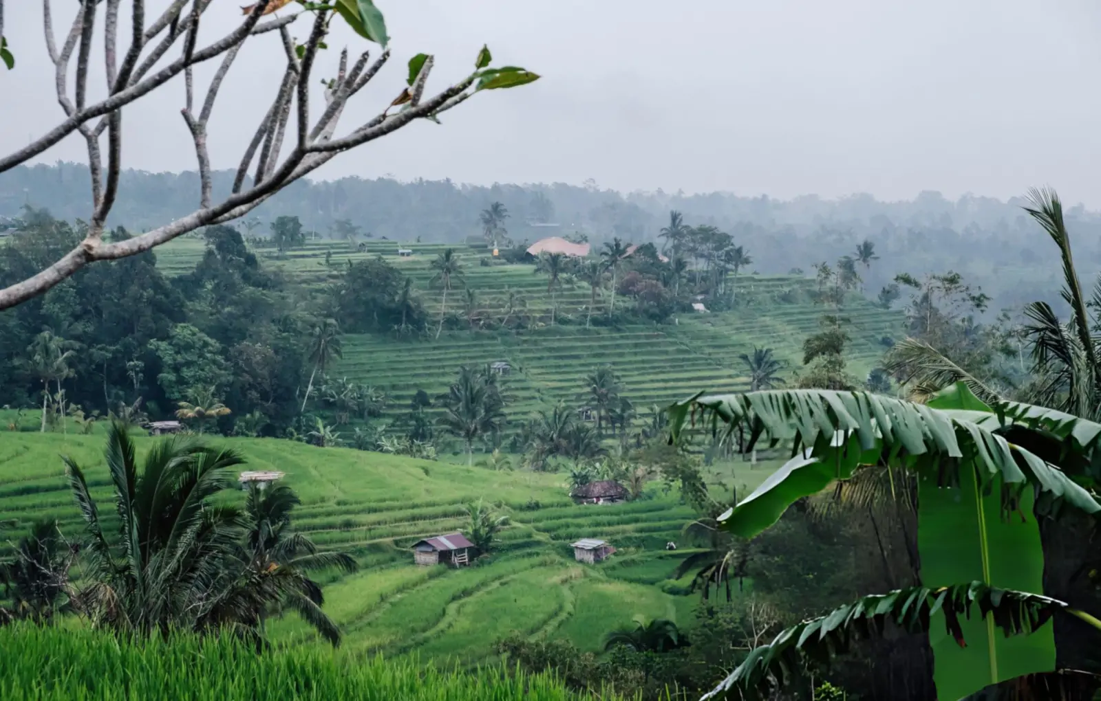 Lush Bali jungle in rainy season with mist, rich foliage, and tropical atmosphere