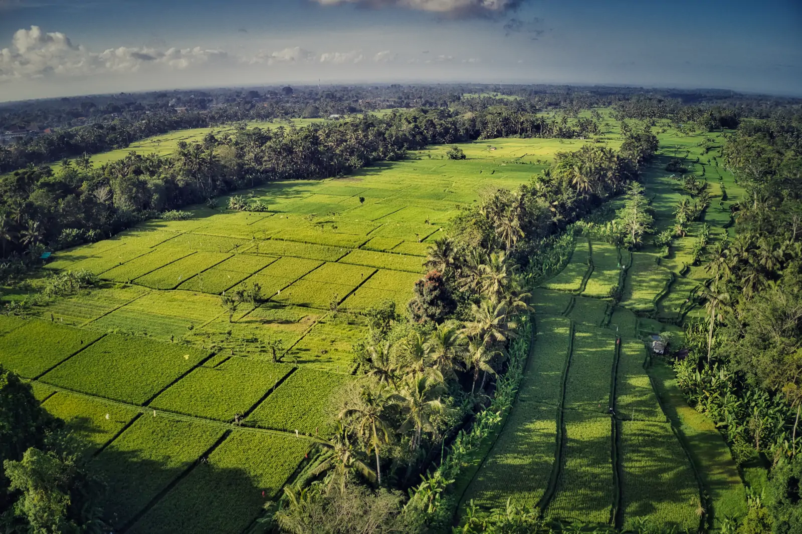 Bali in June peaceful rice terraces and jungle landscape with fewer crowds and dry season weather
