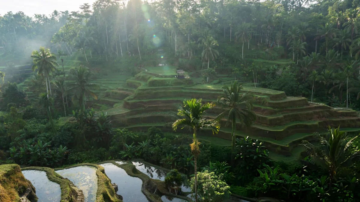 Soft jungle light and mist in Ubud creating calm and atmospheric Bali experience