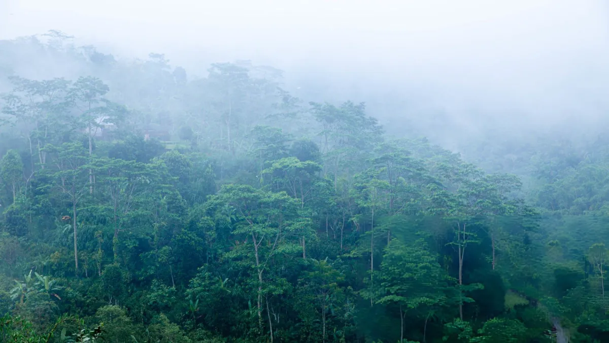 Rain and mist over the Ubud rainforest during a rainy day in Bali