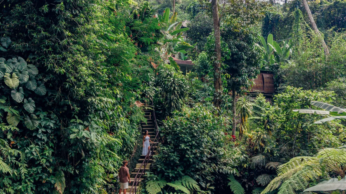 Rice terraces and rainforest in Ubud Bali