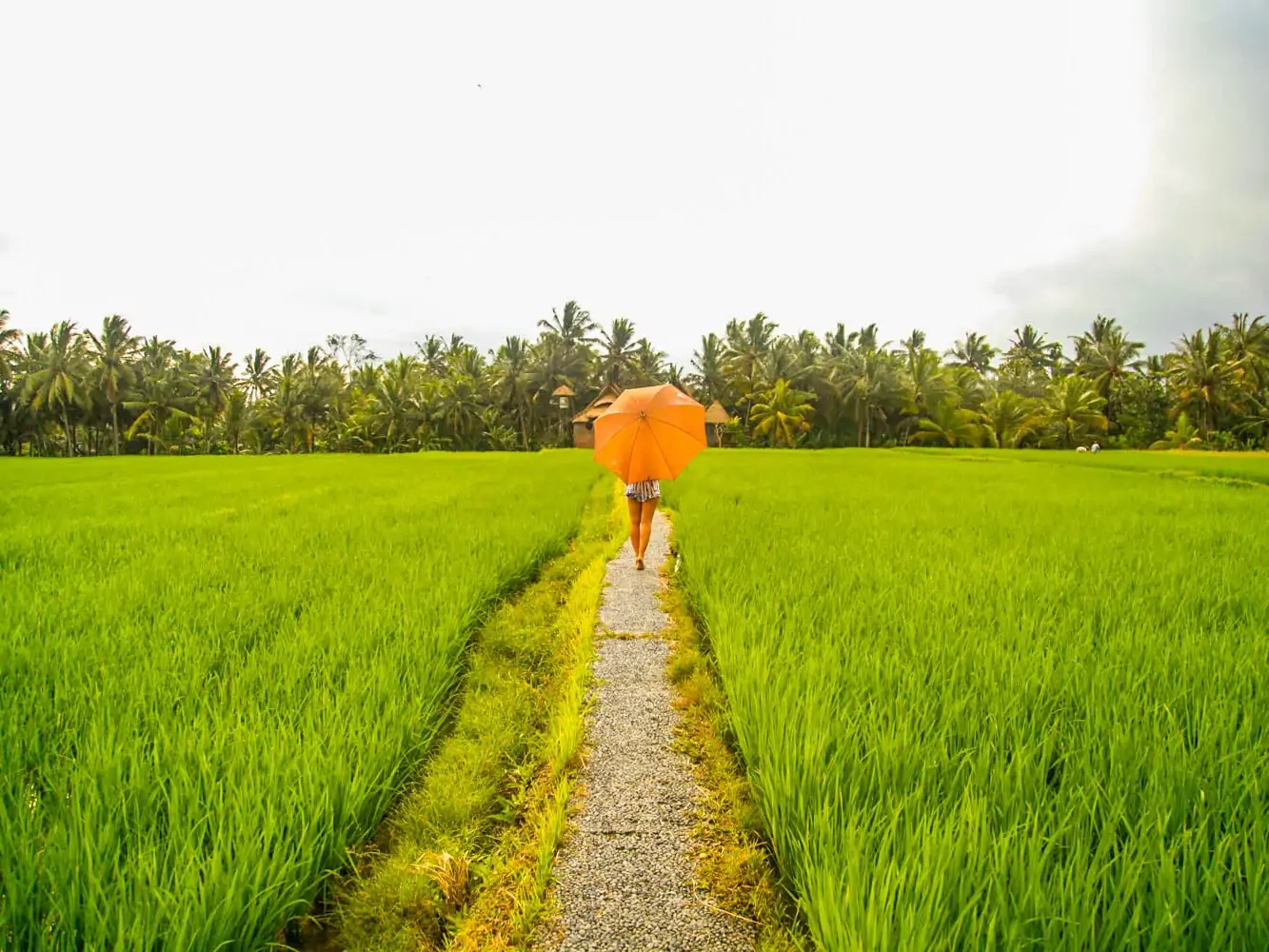 Discover the Secrets of Bali: A Guided Morning Walk Through Nature and Tradition