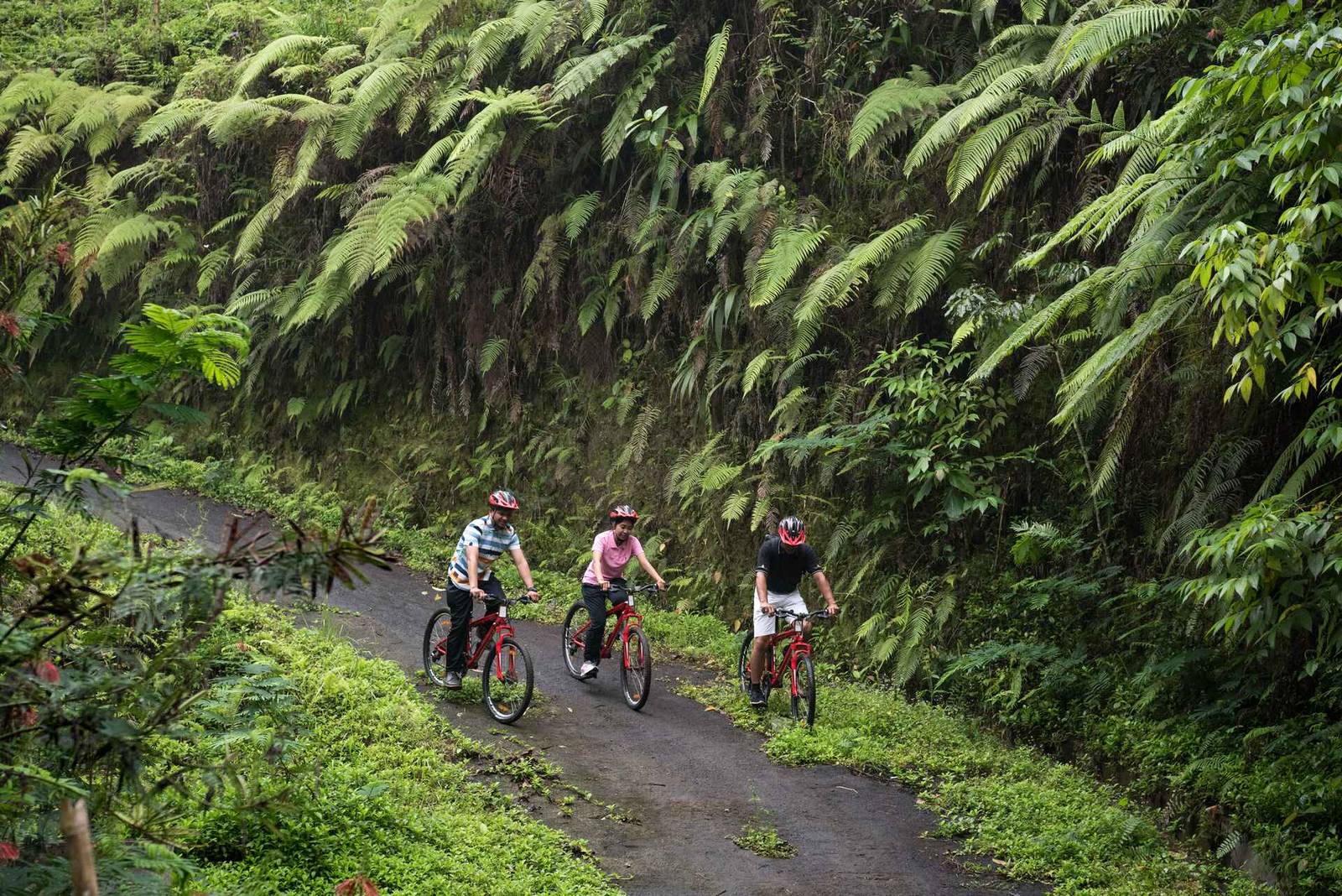 A Jungle Adventure: Unleash Your Inner Explorer